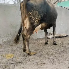 sygyr Gölely Şiwit