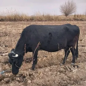 Çorny piyostyr  sygyr