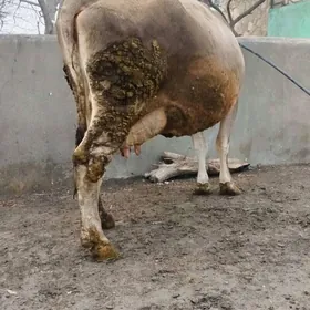 Sygyr Süÿytlek şiwit