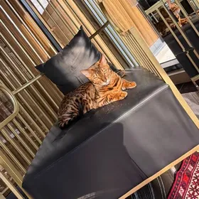 Бенгальская кошка