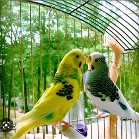 popugay komplekt valnis