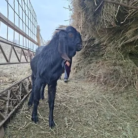 Пакистан теке