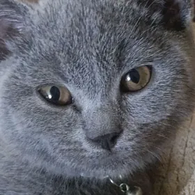 шотландский кот