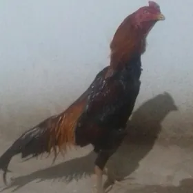 Arassa gan ursyan horaz