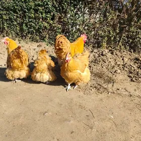 Orpington towuguň jüýjesi