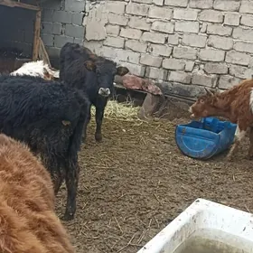 öküzçe tüwe öküz göle