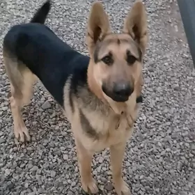 Овчарка awçarka