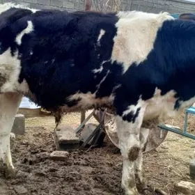 Simental Alsin Gbrit