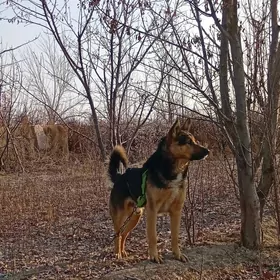 Ady Jek Nemiski Awçarka it