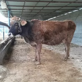 ARGINAL  ŞIWET  SYGYR