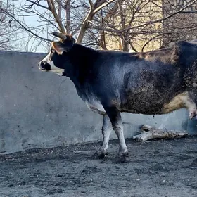 Gibrit süÿytly sygyr