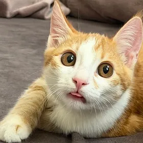 Котенок  Домашний