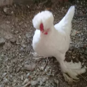 Karliki  Yaponkallar