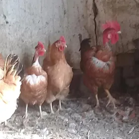 Голащейка  товуклар