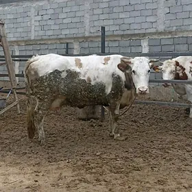 SIMENTAL BOGAZ SYGYR