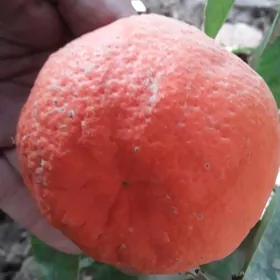 Апельсин Мандарин