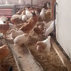 Blendтовук жуйже