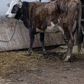 semental gatyşyk goleli sygyr