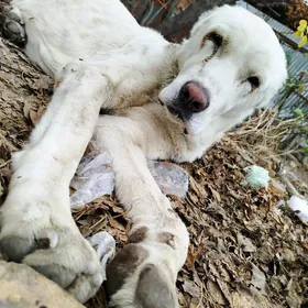 Отдадим В ДОБРЫЕ РУКИ