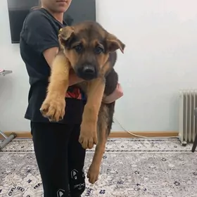 щенки немецкой овчарки