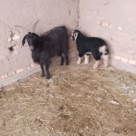 oglakly. geçi erkeç  bakylan