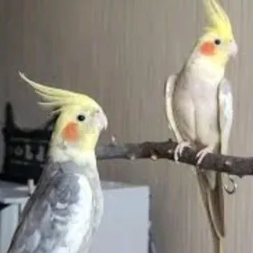 karella карелла ручной