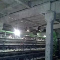 Ferma guzlaýji towuk úçin