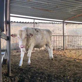 arginal simental öküz