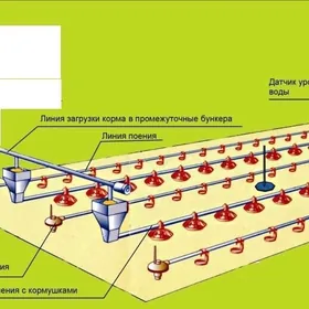 Broÿler towuk ùçin   enjam
