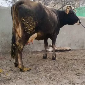 Sygyr Gölely şiwit