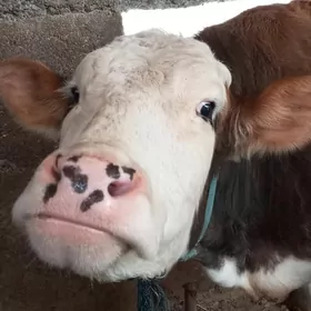 Simental sygyr kelek orginal