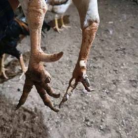 Ташкент товук