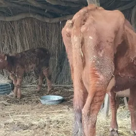 саглык сыгыр