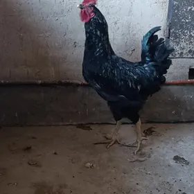 ARGINAL GARA ŞAHZADA