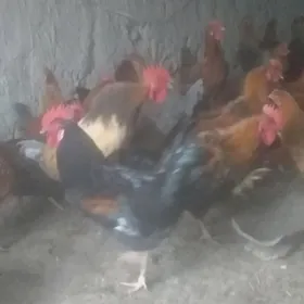 towuklar we horazlar, 