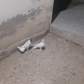 maska guş 20 guruk abmen bar