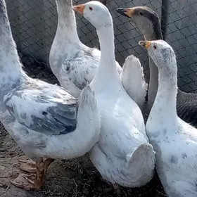 ördek guss martin jüýje