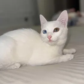 отдам в добрые руки кошку