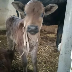 Голели сыгыр