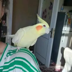Попугай карелла
