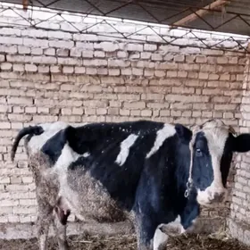 Glaştein ala sygyr.