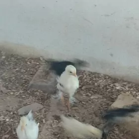 Paroda Büroler jüyje