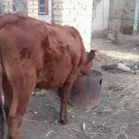 ýetik Bogaz Burlat Unajyn