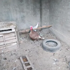 Овган индук юмуртка