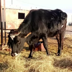 Tüweler Sygyrlar Bogaz Mallar