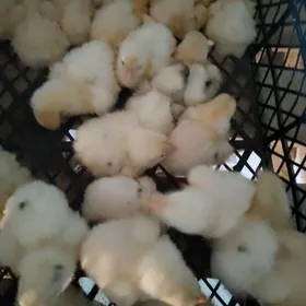 jersi gigant juyje,, Ak