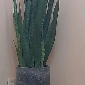 Санса взрослая