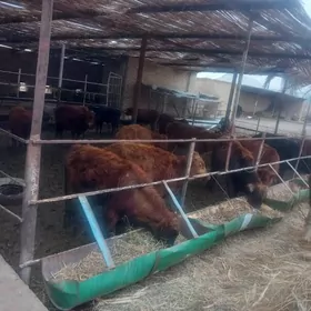 göleli sygyrlar/öküzler