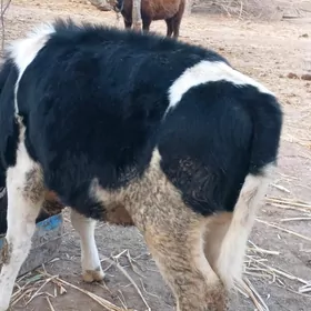 golisdeyin gbrit gacar