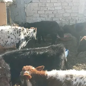 öküzçe tüwe ökuüz göle